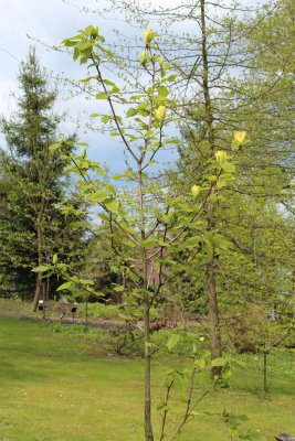 Magnolia x denudata 'Yellow River' - šácholan obnažený - jarní habitus